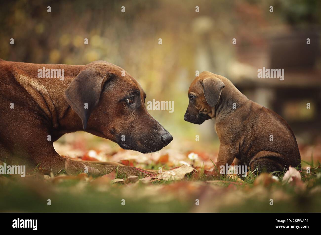2 Rhodesian Ridgebacks Stock Photo - Alamy