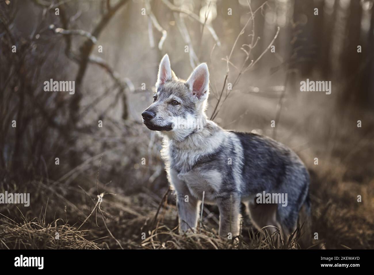 Czechoslovakian Wolfdog Puppy Stock Photo - Alamy - Short Haired Czechoslovakian Wolfdog Shedding Rake