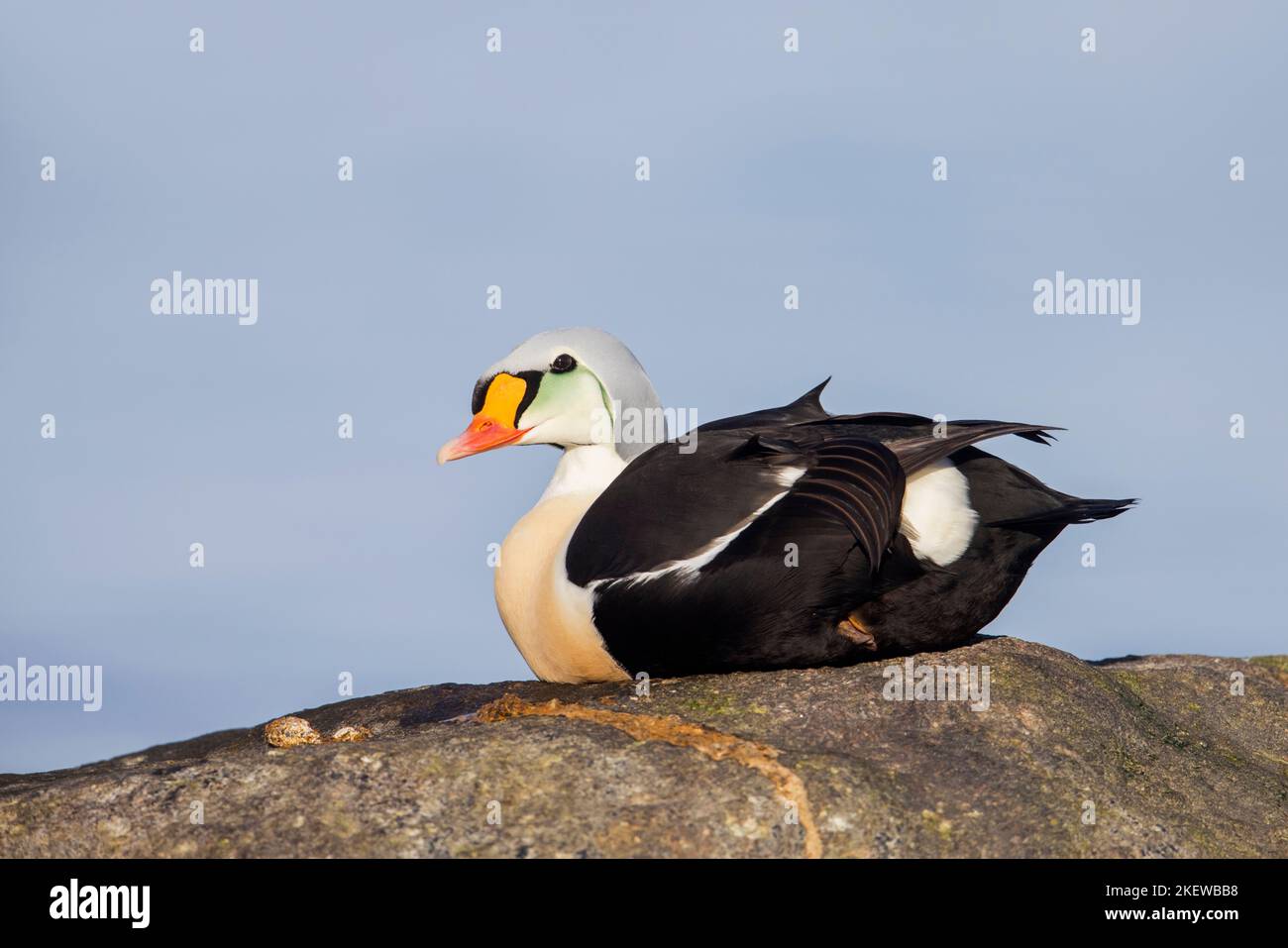 King eider (Somateria spectabilis) male sea duck in breeding plumage resting on rock in winter Stock Photo