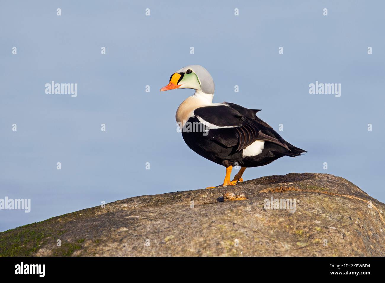 King eider (Somateria spectabilis) male sea duck in breeding plumage resting on rock in the Baltic Sea in winter, Mecklenburg-Vorpommern, Germany Stock Photo