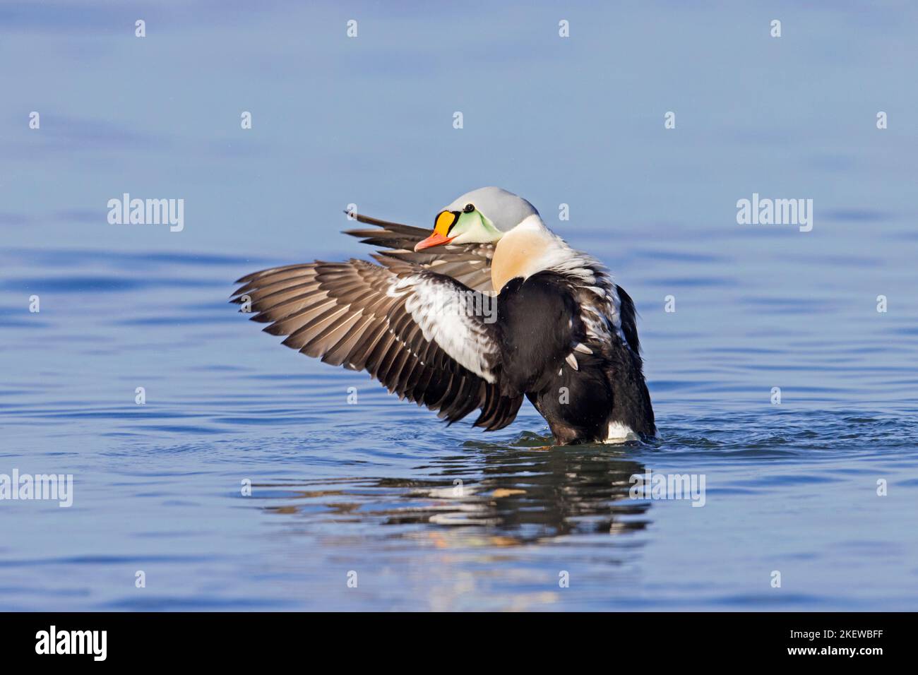 King eider (Somateria spectabilis) male sea duck in breeding plumage at sea flapping wings in winter Stock Photo