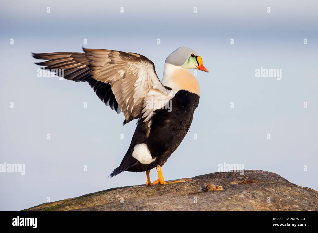 King eider (Somateria spectabilis) male sea duck in breeding plumage on rock flapping wings in winter Stock Photo