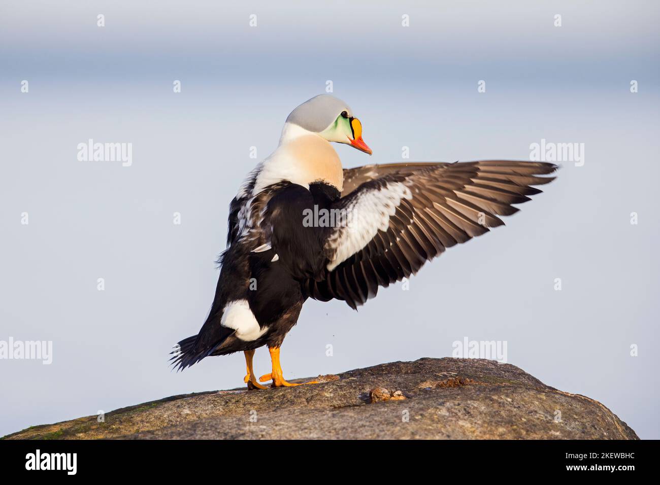 King eider (Somateria spectabilis) male sea duck in breeding plumage on rock flapping wings in winter Stock Photo