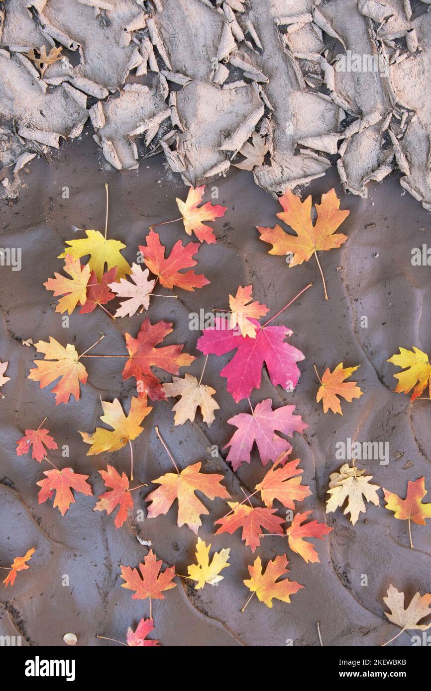 Fallen leaves,  Bigtooth Maple tree, (Acer grandidentatum), in dry streambed, Zion National Park, Utah Stock Photo