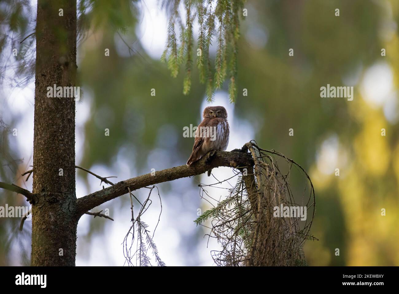 Eurasian pygmy owl (Glaucidium passerinum / Strix passerina) perched in tree in coniferous forest Stock Photo