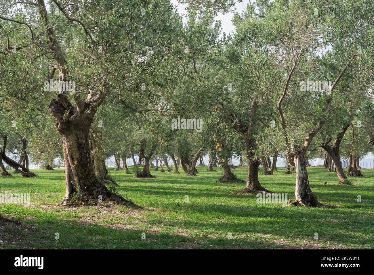 Olive tree Italy, view in summer of olive trees in the Grotte di
