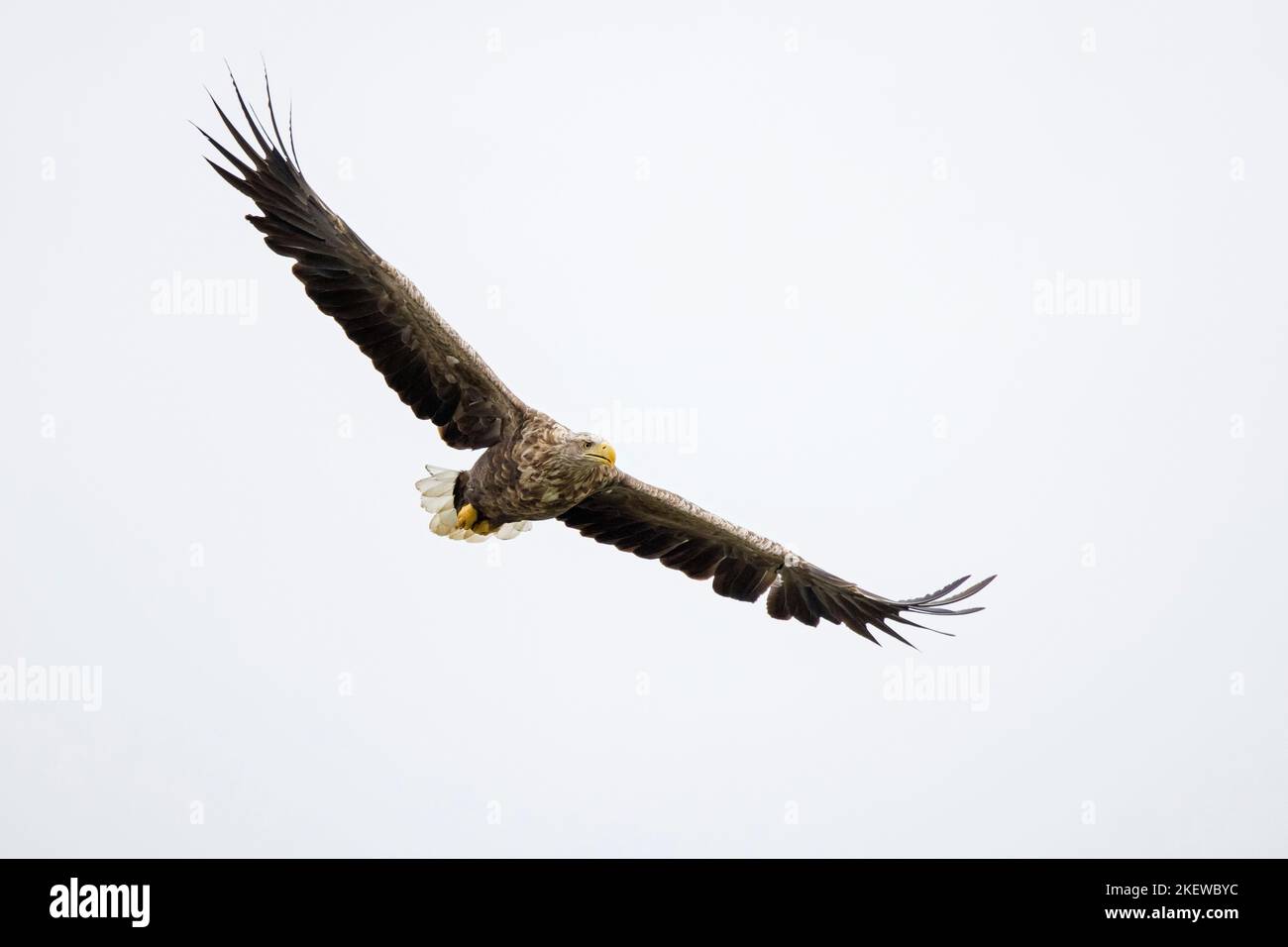 White-tailed eagle / Eurasian sea eagle / erne (Haliaeetus albicilla) adult in flight in summer Stock Photo
