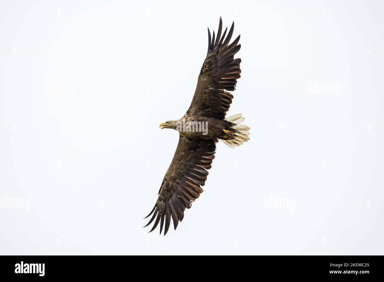 White-tailed eagle / Eurasian sea eagle / erne (Haliaeetus albicilla) adult calling in flight in summer Stock Photo