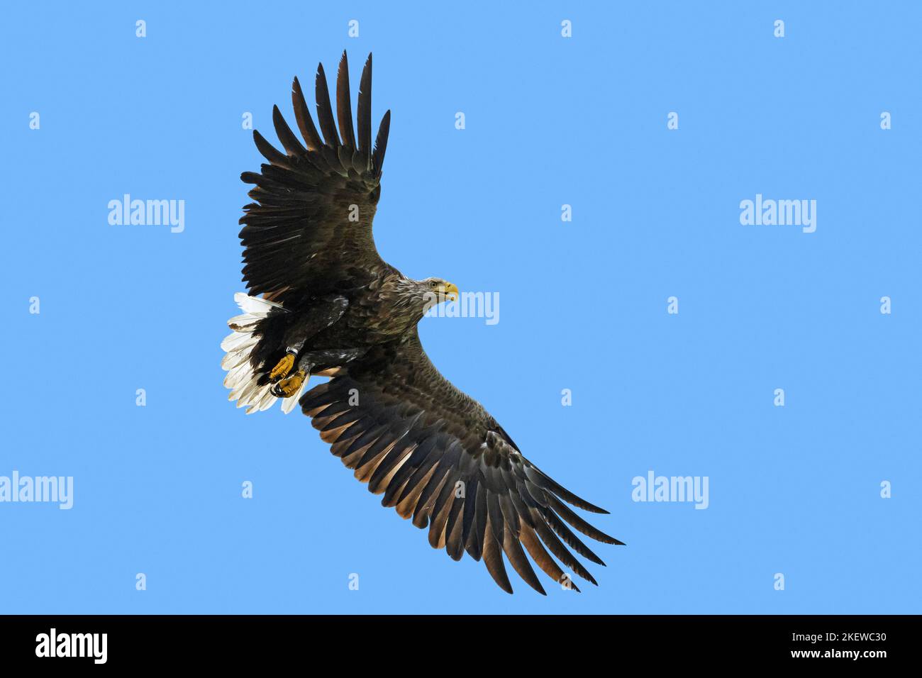 Ringed white-tailed eagle / Eurasian sea eagle / erne (Haliaeetus albicilla) adult in flight in summer against blue sky Stock Photo