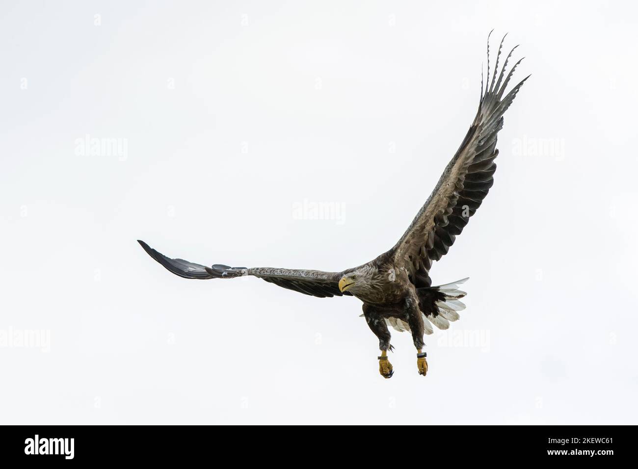 Ringed white-tailed eagle / Eurasian sea eagle / erne (Haliaeetus albicilla) adult in flight landing in summer Stock Photo