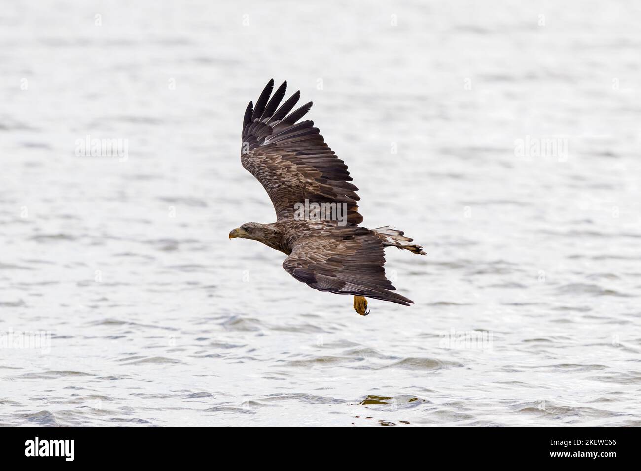 White-tailed eagle / Eurasian sea eagle / erne (Haliaeetus albicilla) juvenile in flight soaring over water of lake in summer Stock Photo