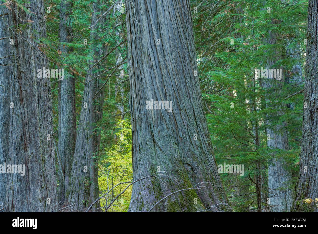 Settlers Grove of Ancient Cedars Stock Photo