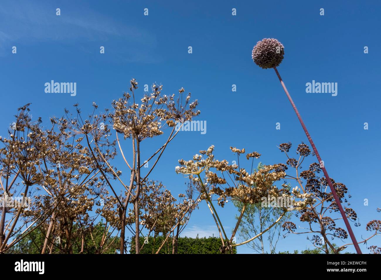 Range of plants (thistle) at Great Dixter Gardens, Northiam, Rye, East Sussex Stock Photo Alamy