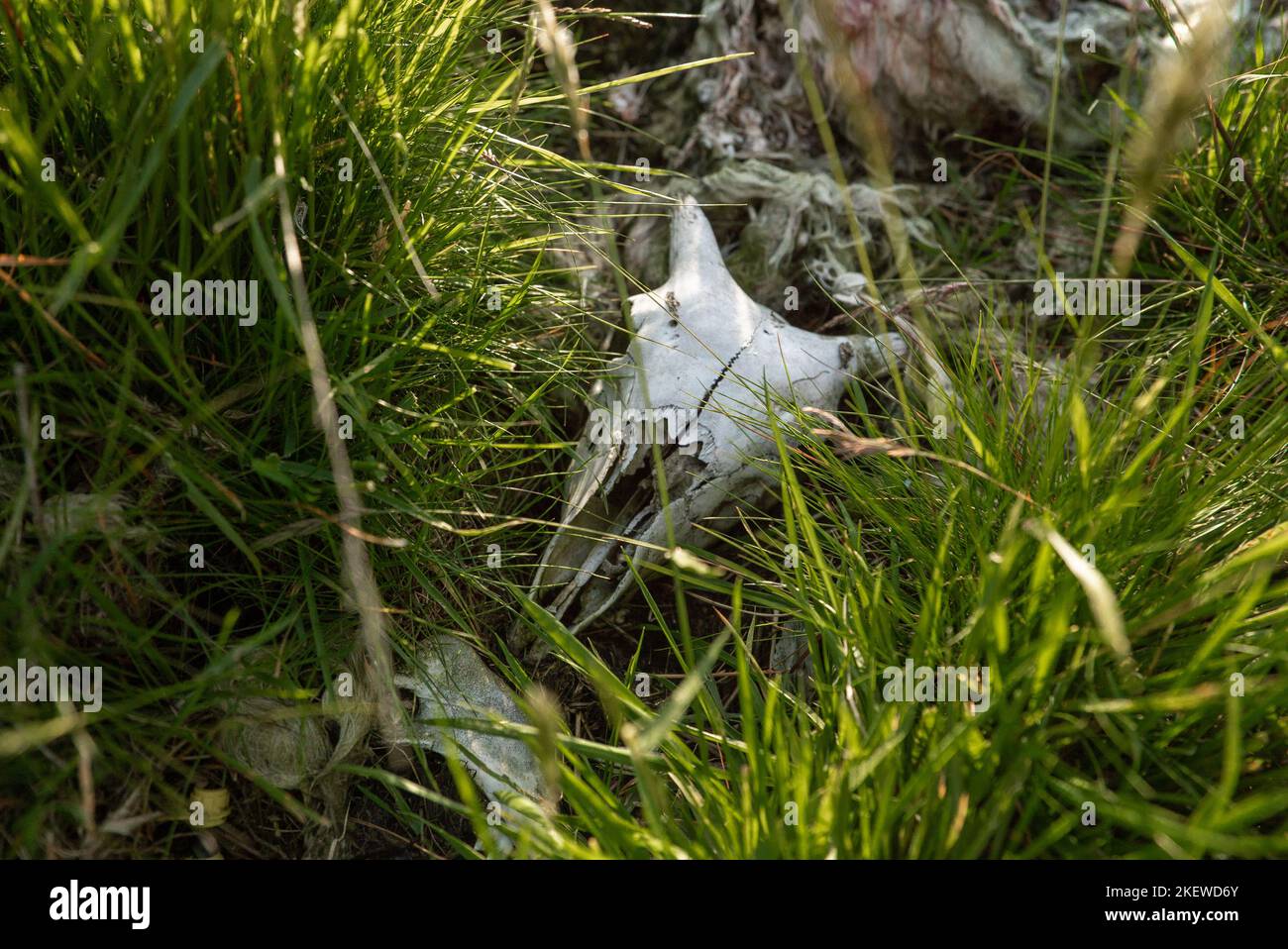 Carcass of dead sheep in a desolate moorland, an old carcass which has rotten away, but the sheep skull remains in the grass (Yorkshire, England) Stock Photo