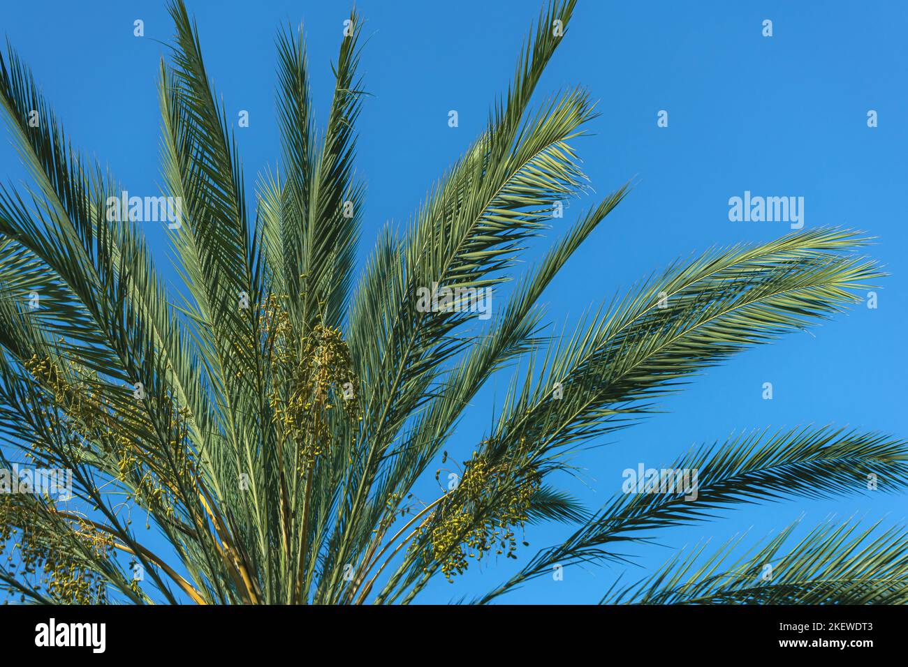Green palm tree branches with a plain blue background Stock Photo