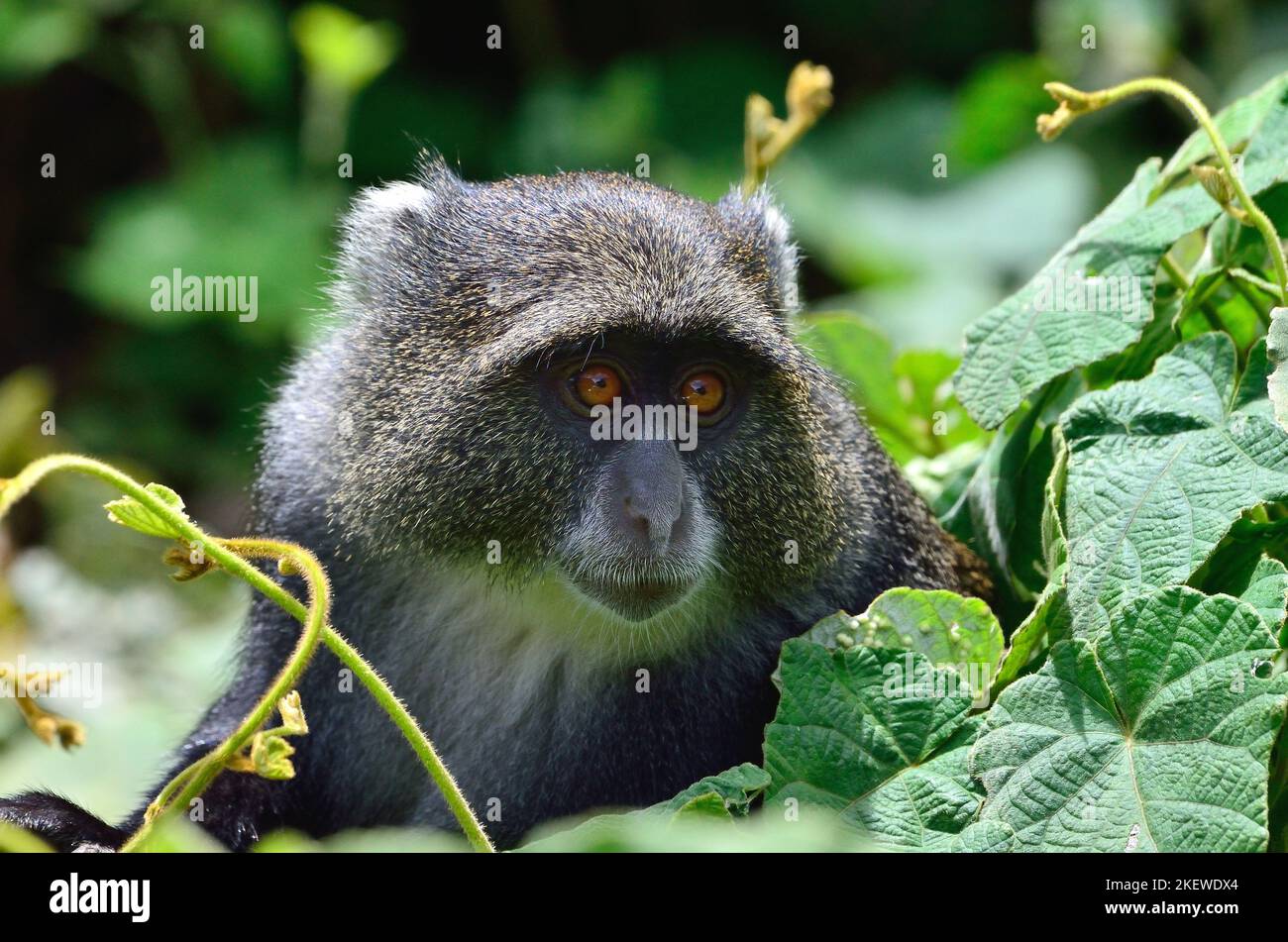 Cercopithecus mitis, Diademmeerkatze, blue monkey, diademed monkey Stock Photo