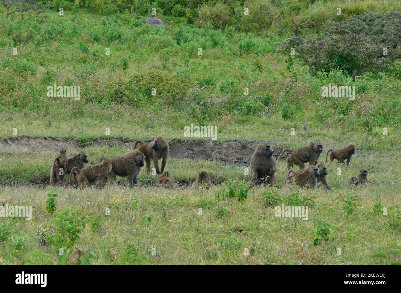 Papio cynocephalus, Steppenpavian, Gelber Pavian, yellow baboon Stock Photo