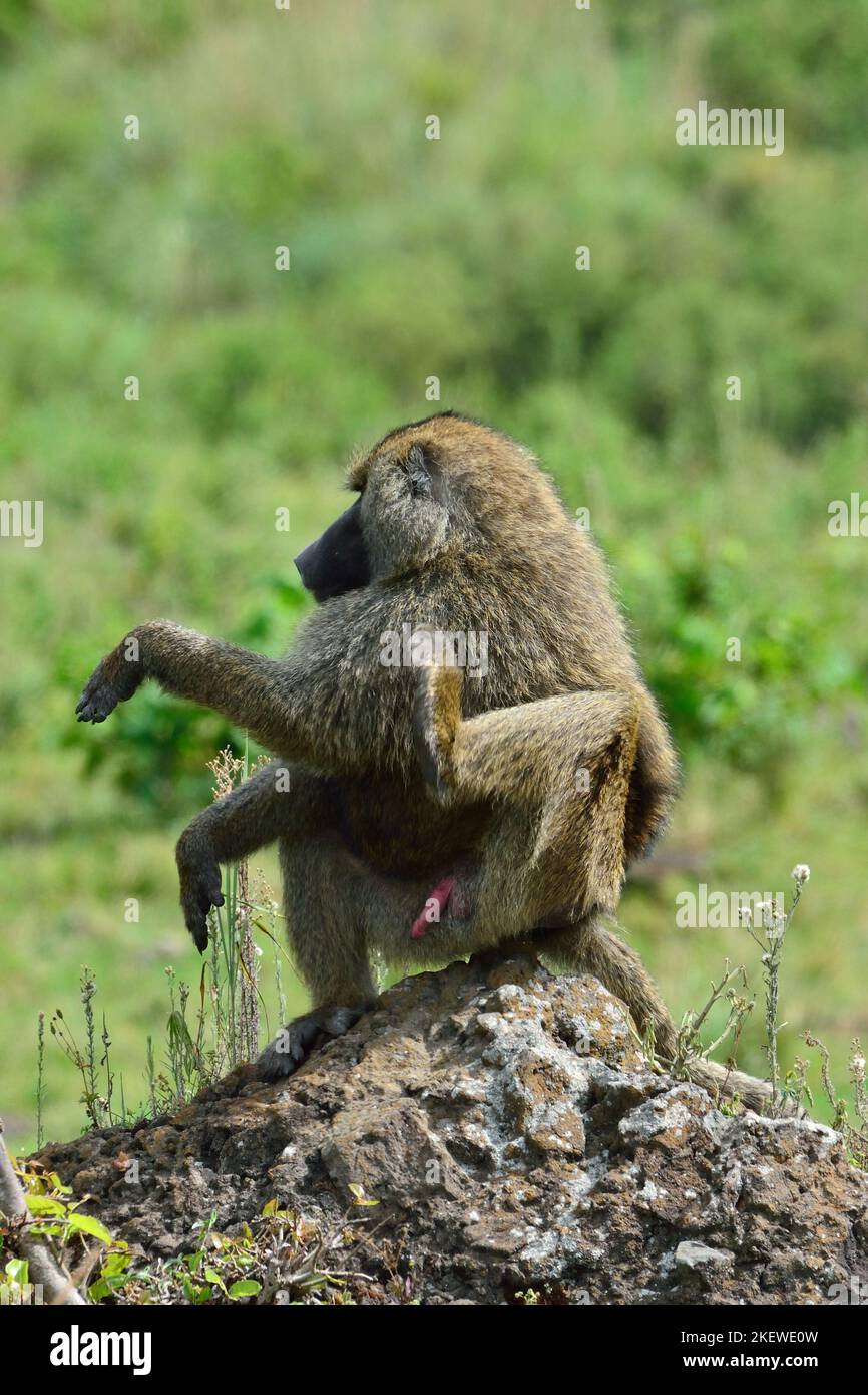 Papio cynocephalus, Steppenpavian, Gelber Pavian, yellow baboon Stock Photo