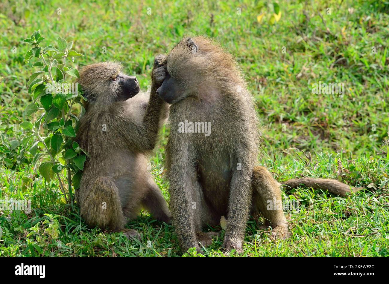 Papio cynocephalus, Steppenpavian, Gelber Pavian, yellow baboon Stock Photo