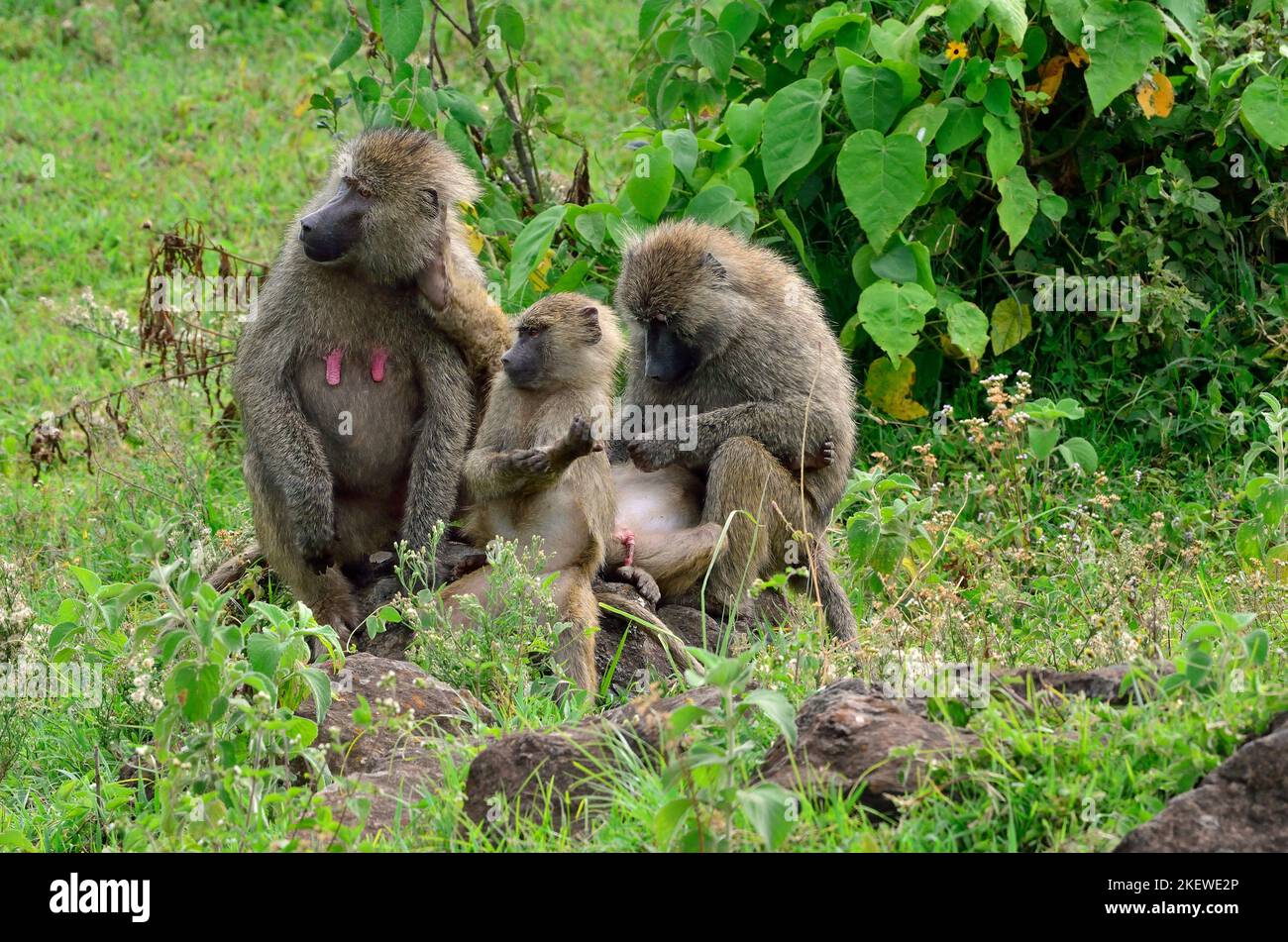 Papio cynocephalus, Steppenpavian, Gelber Pavian, yellow baboon Stock Photo