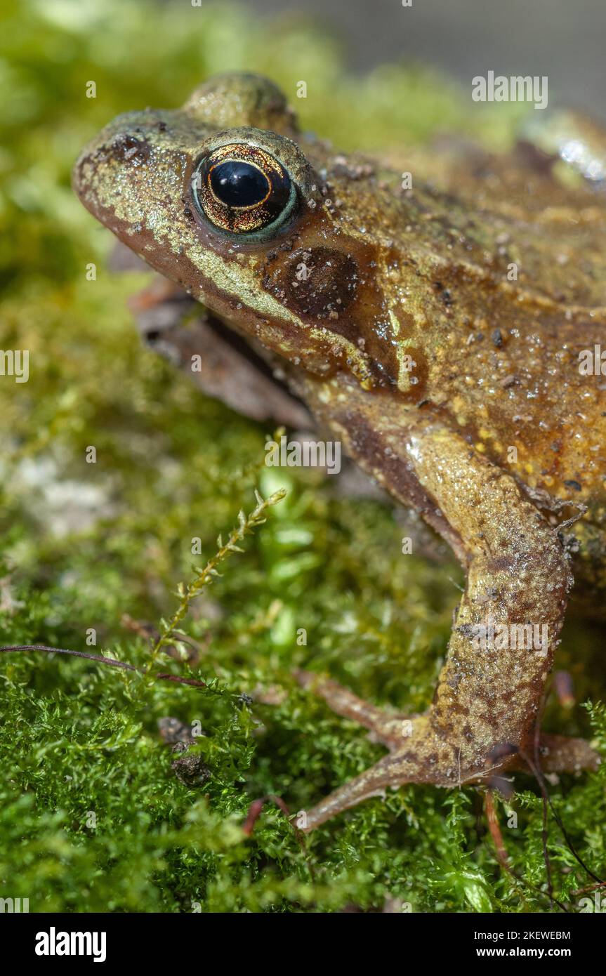 Common frog (Rana temporaria) portrait in early spring. Vosges, Alsace, France. Stock Photo