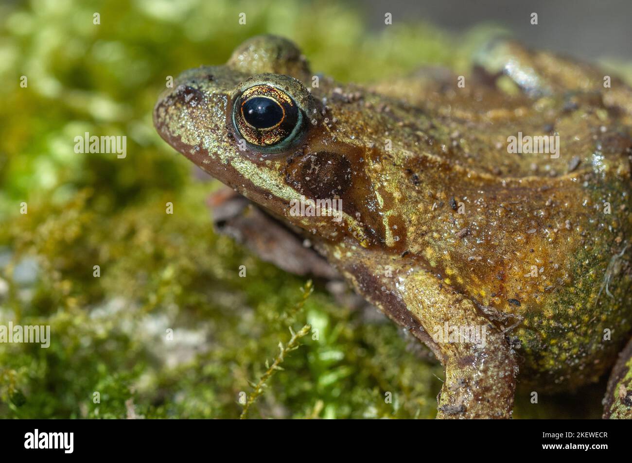Common frog (Rana temporaria) portrait in early spring. Vosges, Alsace, France. Stock Photo