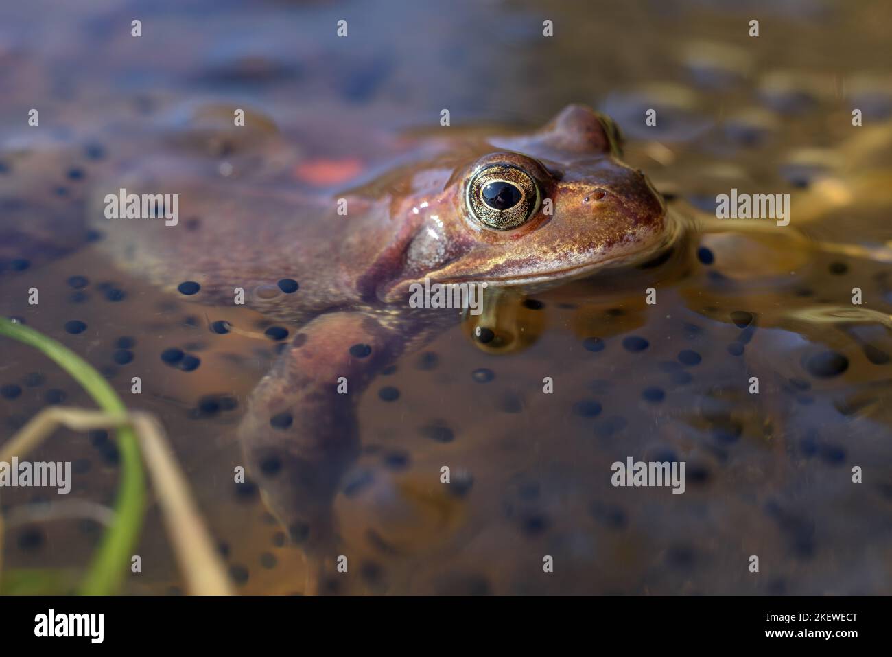 Common frog (Rana temporaria) on the nesting ground in early spring. Vosges, Alsace, France. Stock Photo
