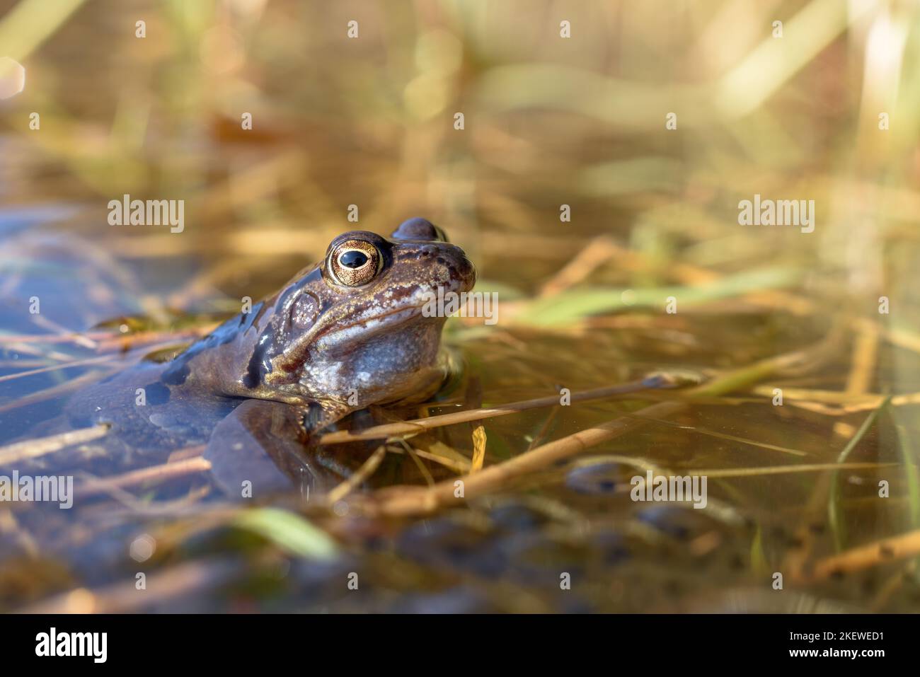 Common frog (Rana temporaria) on the nesting ground in early spring. Vosges, Alsace, France. Stock Photo