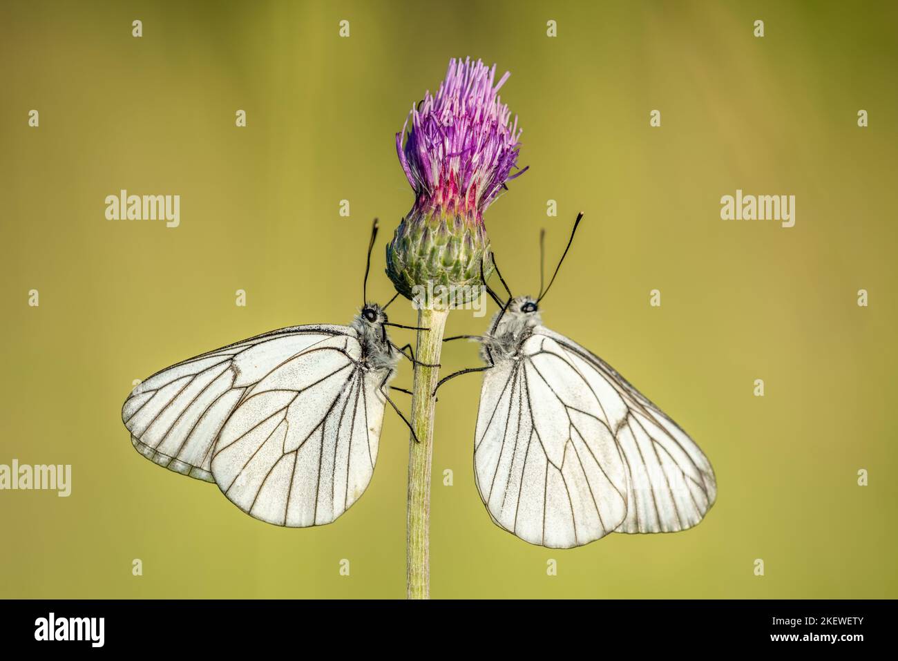Two black-veined White (Aporia crataegi) face to face in a meadow. Alsace, France. Stock Photo