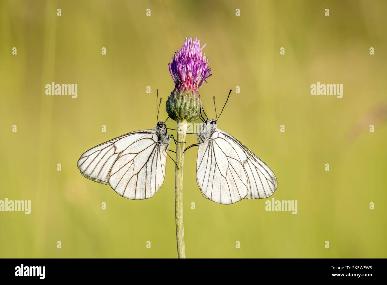 Two black-veined White (Aporia crataegi) face to face in a meadow. Alsace, France. Stock Photo