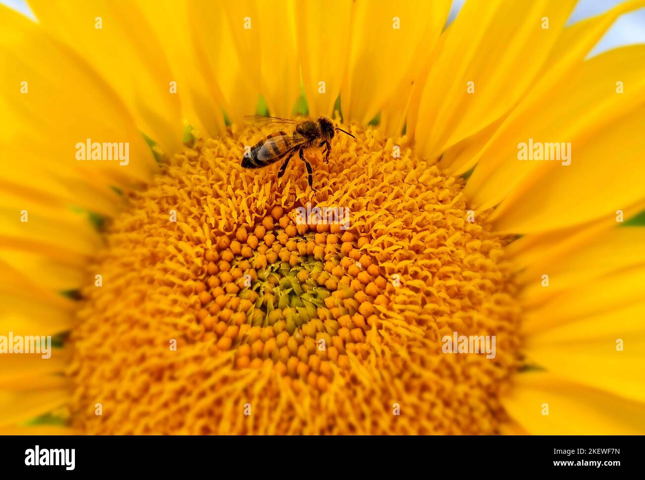 Honey bee pollinating sunflower plant, in summer. Selective focus Stock Photo