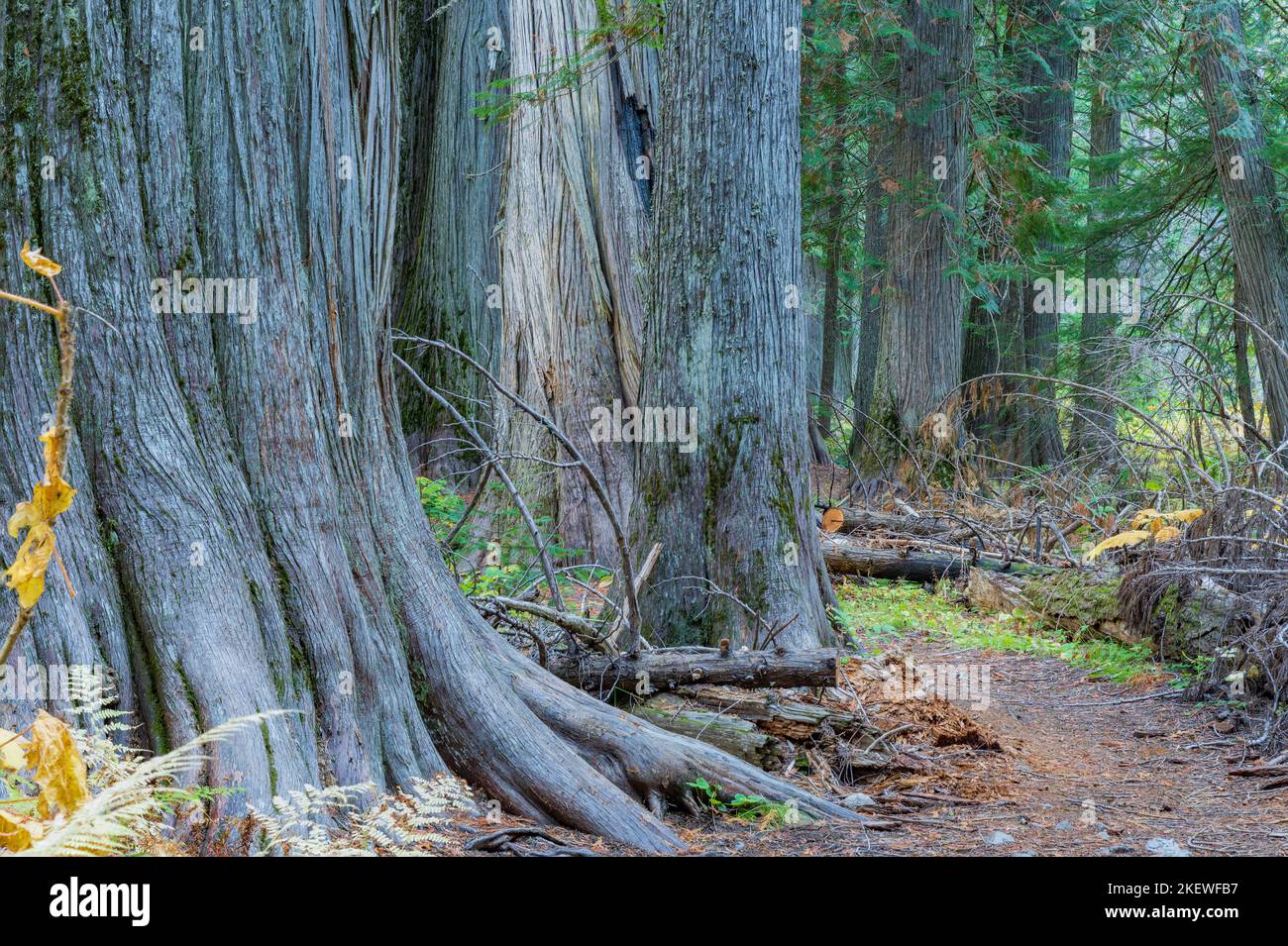 Settlers Grove of Ancient Cedars is a North Idaho forest with trees