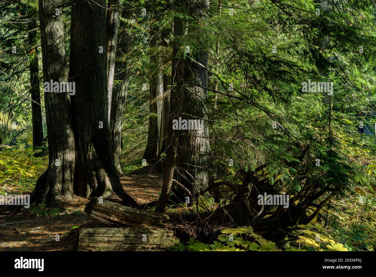 Settlers Grove of Ancient Cedars is a North Idaho forest with trees over 1,000 years old and trunks more than 10 feet in diameter. Stock Photo