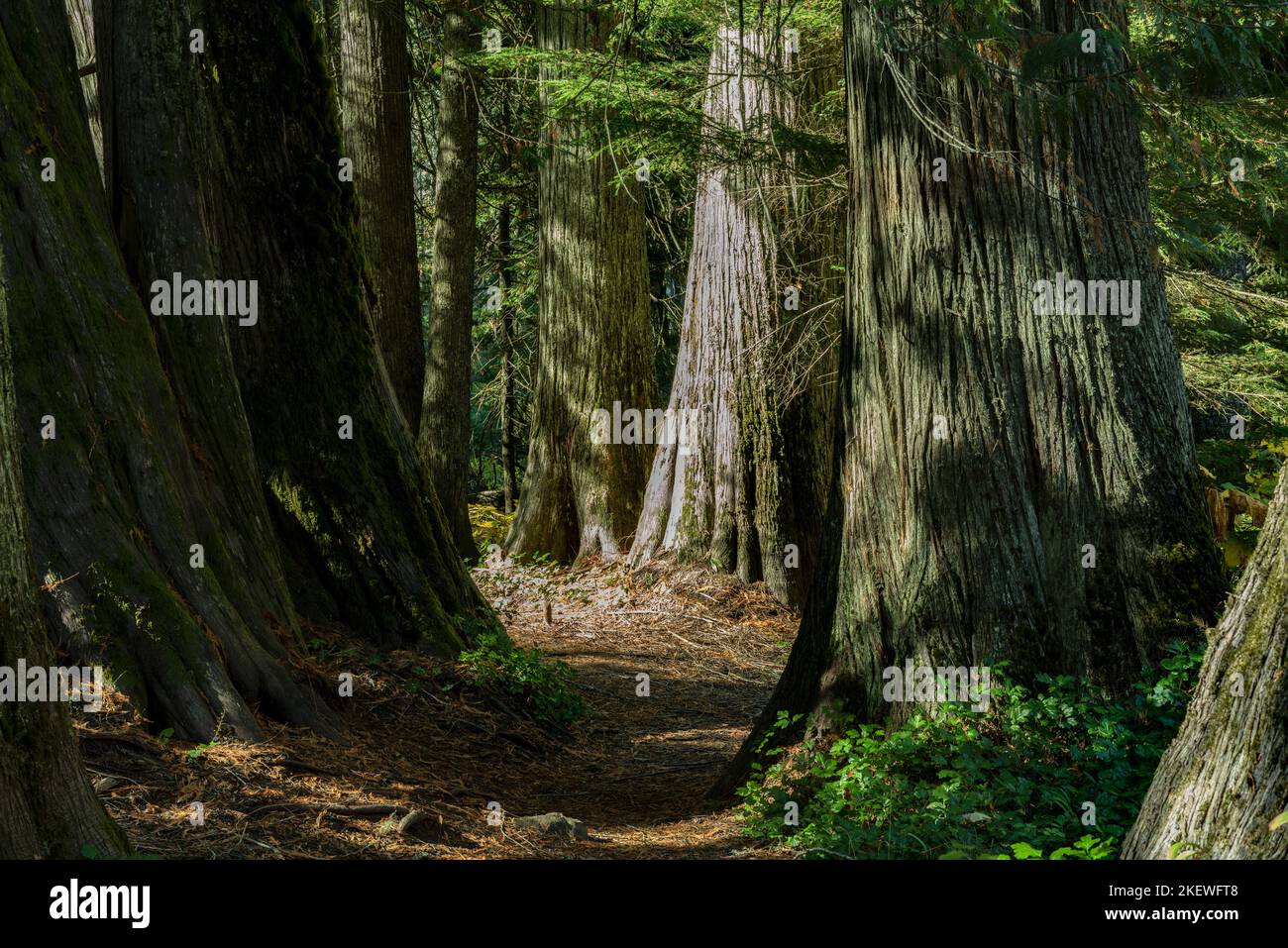 Settlers Grove of Ancient Cedars is a North Idaho forest with trees