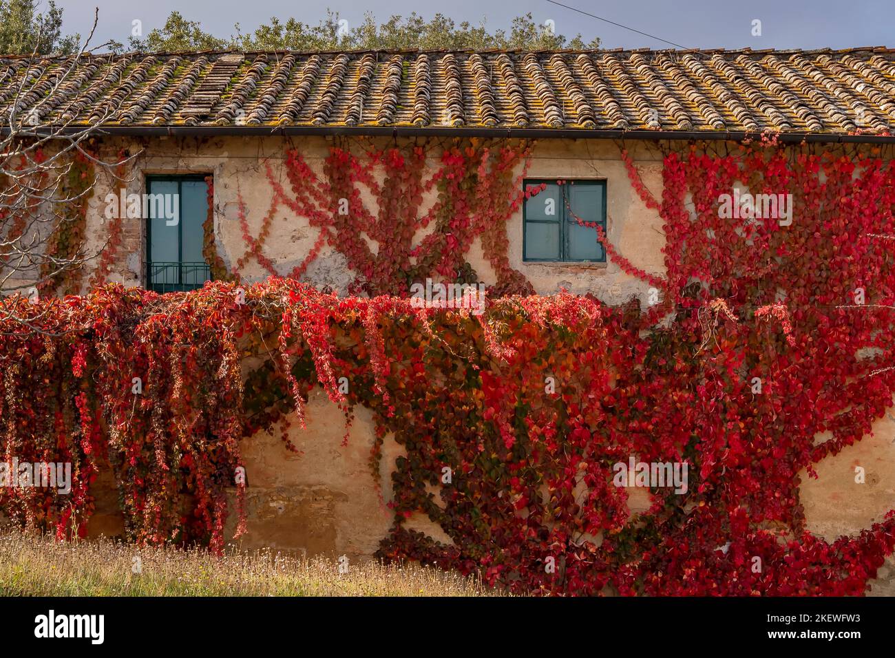 The wall of a country house is almost completely covered with a climbing plant with colorful autumn leaves, Casciana Terme, Italy Stock Photo