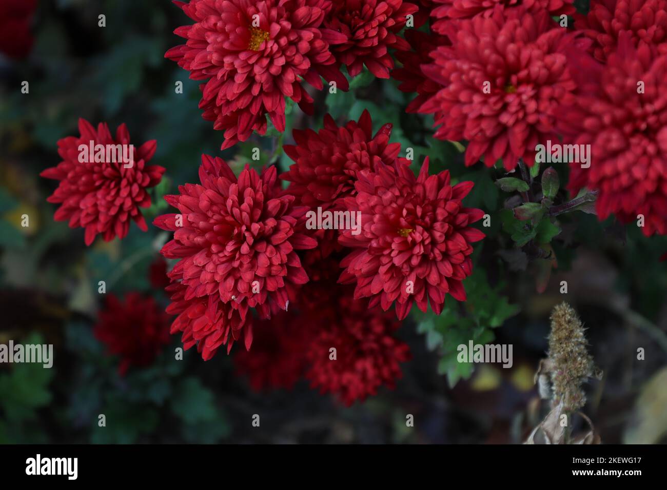 Bouquet of red chrysanthemums caught in a local garden in late autumn Stock Photo