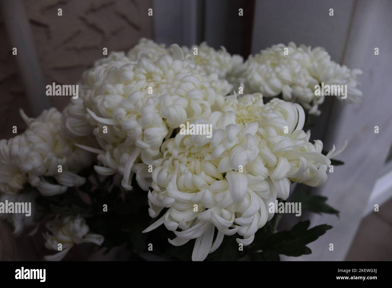 Bouquet of Chrysanthemum morifolium white, caught in a local garden in late autumn Stock Photo