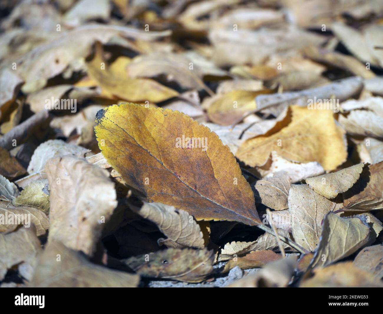 Fall leaves lying on the ground. Fallen autumn leaves. Stock Photo