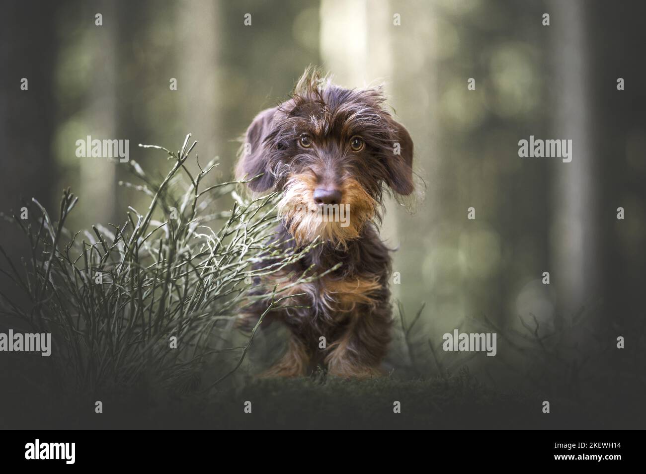 young Rabbit Dachshund Stock Photo - Alamy