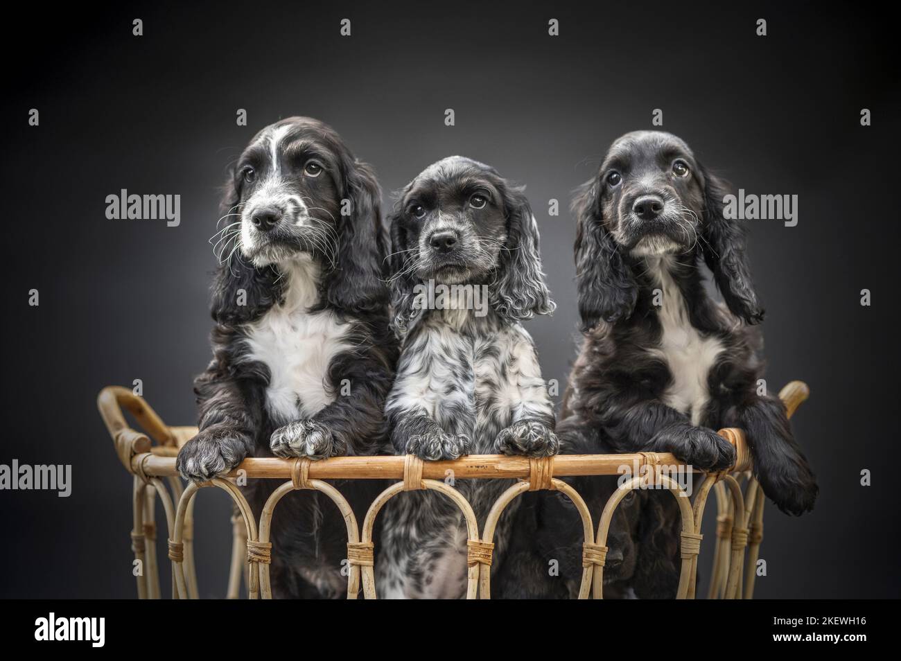 English Cocker Spaniel Puppies Stock Photo