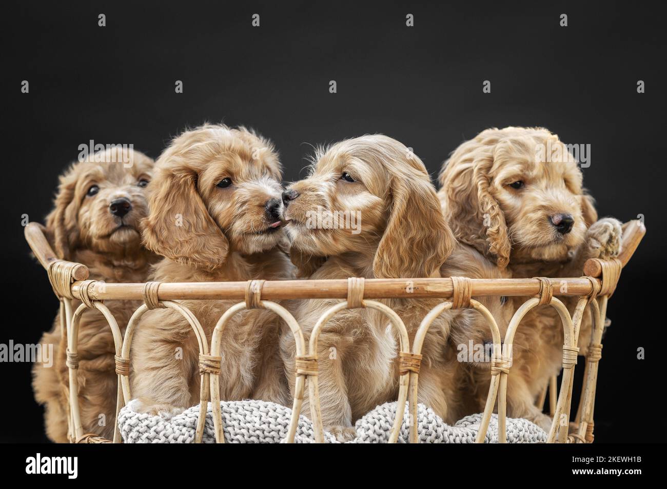 Cute black cockerpoo hi-res stock photography and images - Alamy