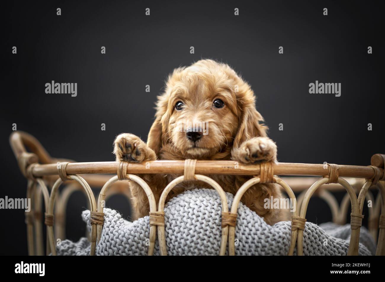 Cute black cockerpoo hi-res stock photography and images - Alamy