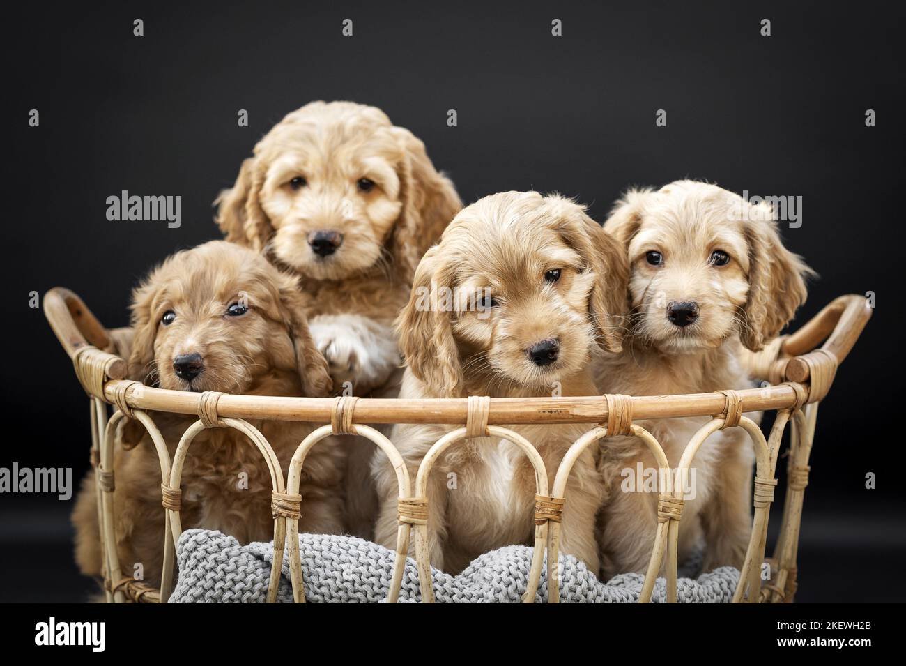 Cockerpoo pup hi-res stock photography and images - Alamy