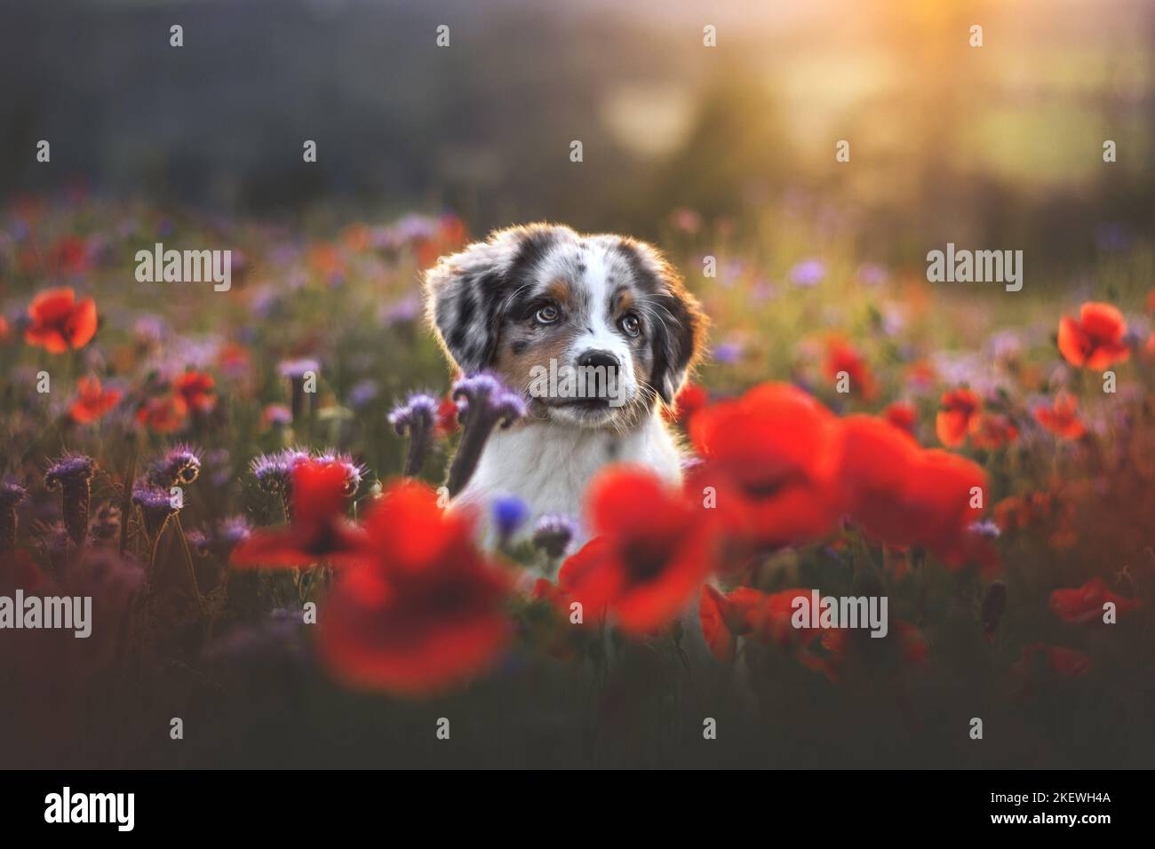 Australian Shepherd Puppy Stock Photo Alamy
