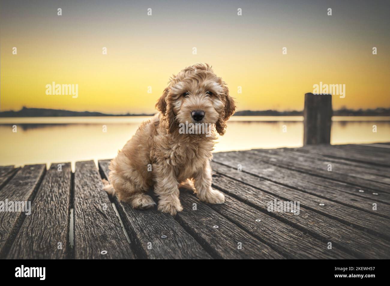 Cockerpoo pup hi-res stock photography and images - Alamy