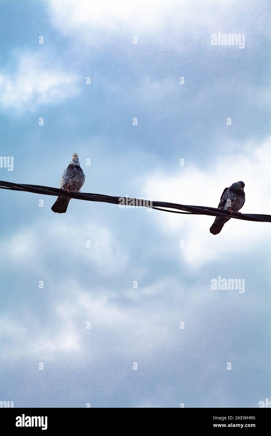 Two pigeons under blue sky with white clouds after storm Stock Photo