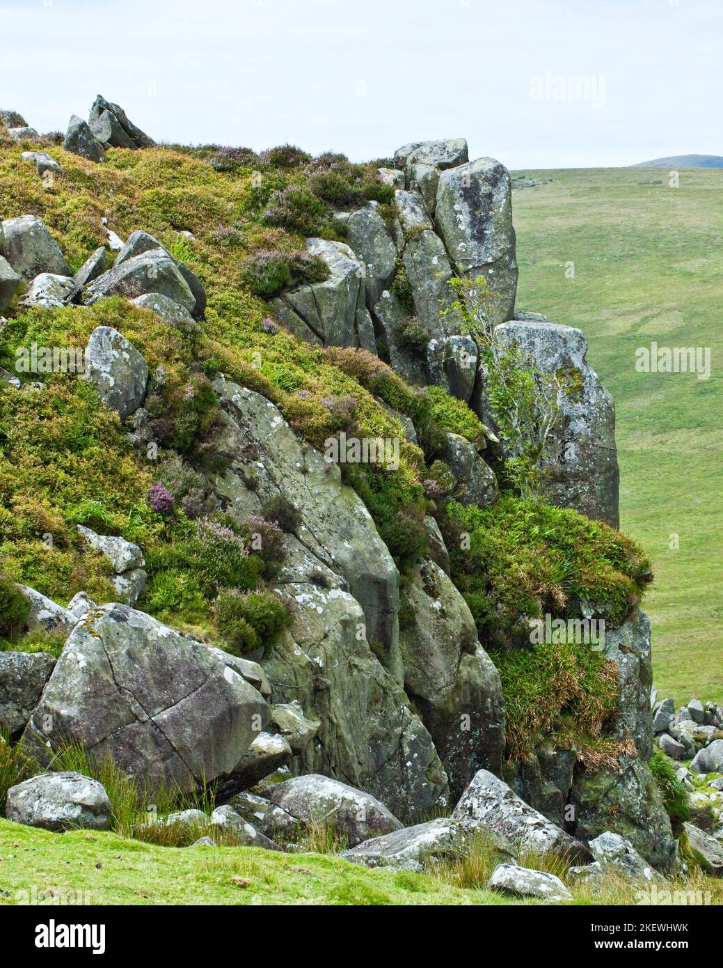 Outcrops of Preseli Bluestone source of rocks of the inner circle of Stonehenge. Preseli Hills Pembrokeshire Wales UK Stock Photo