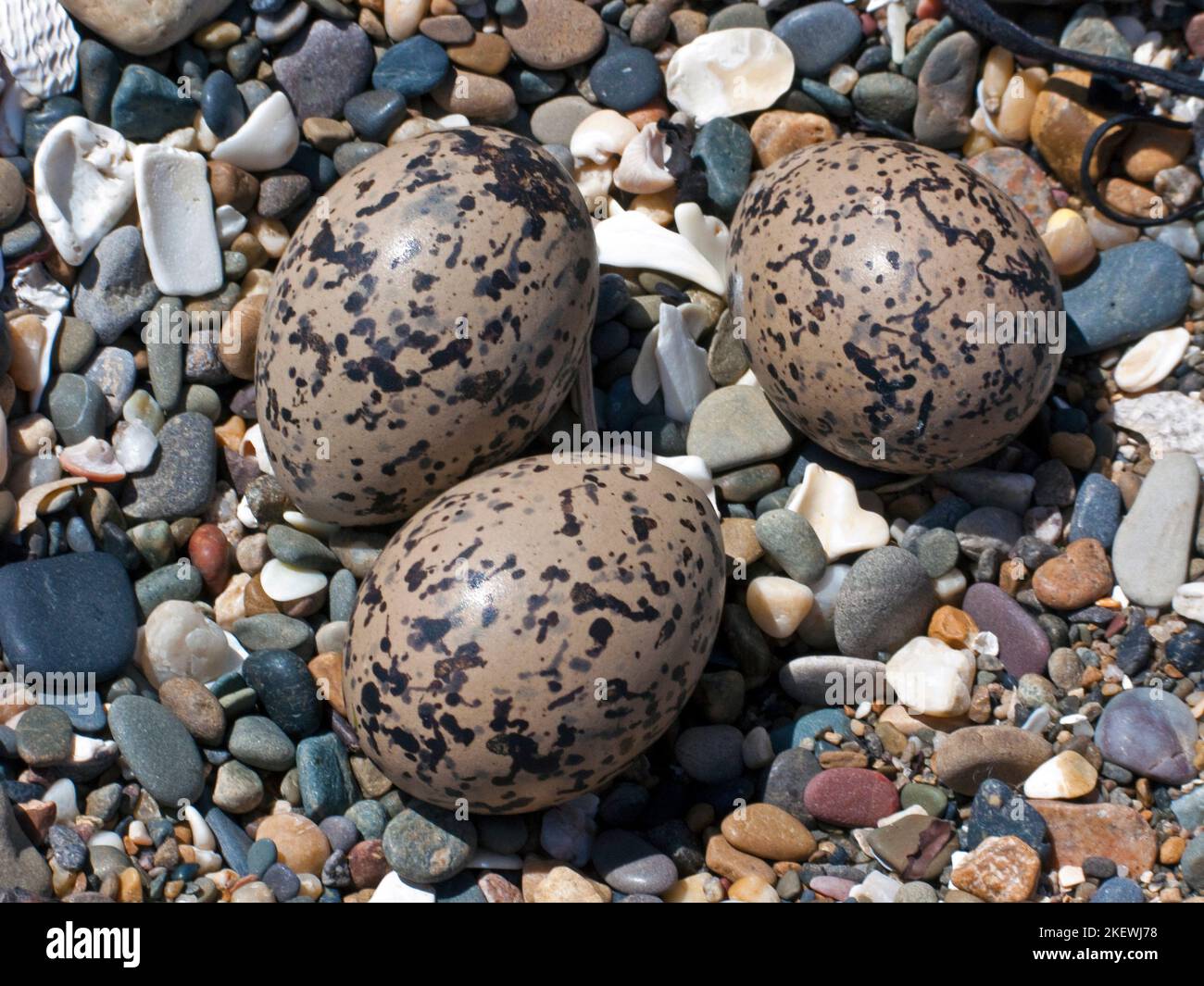 Birds nest with eggs of the Oyster Catcher on pebbly beach Isle of