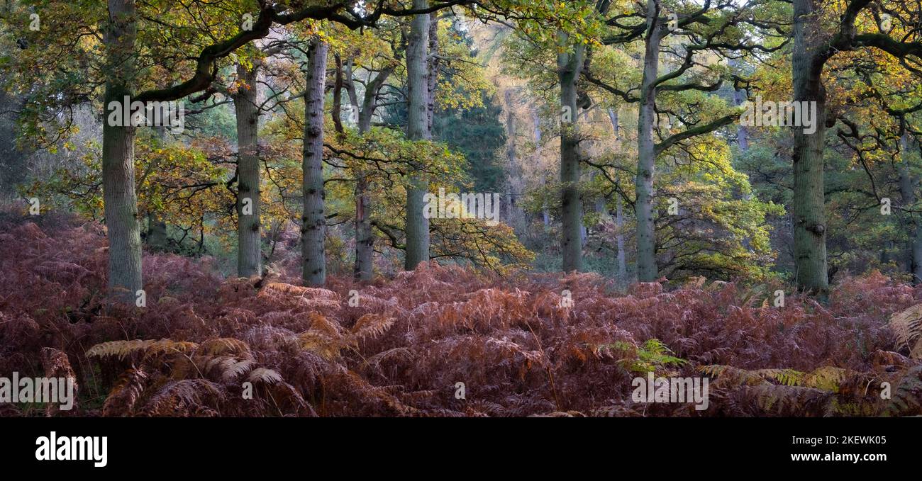 Autumn colours in the trees and the woodland floor at Spernall Woods, Warwickshire. Stock Photo