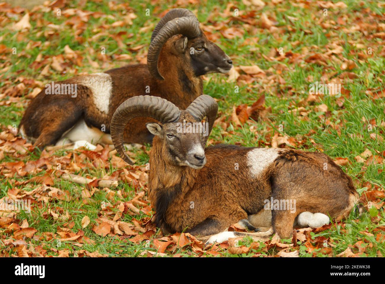 Two adult male mouflon with massive horns lying on a grassy meadow, autumn day, no people. Stock Photo